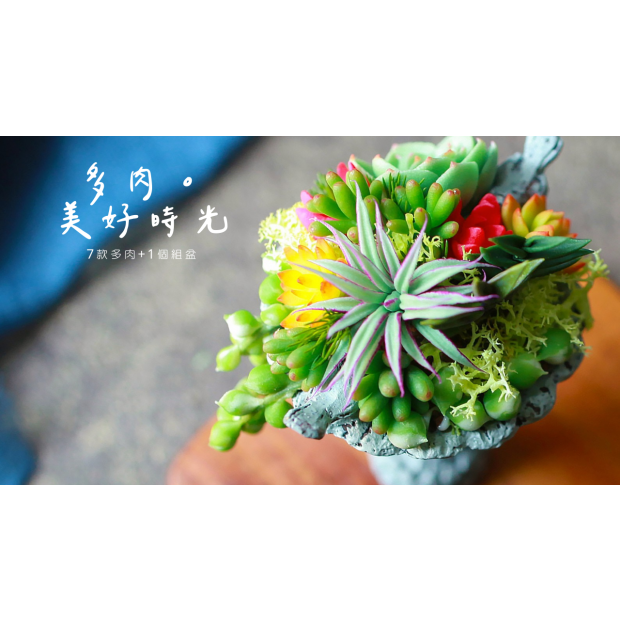 多肉相片 (7)