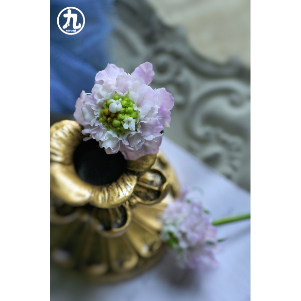 藍盆花三 丸子