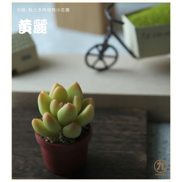 黃麗特寫-丸