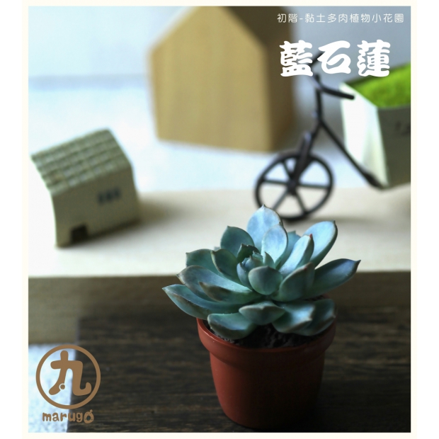 藍石蓮特寫-丸