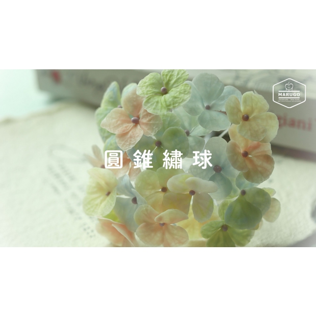 圓錐繡球