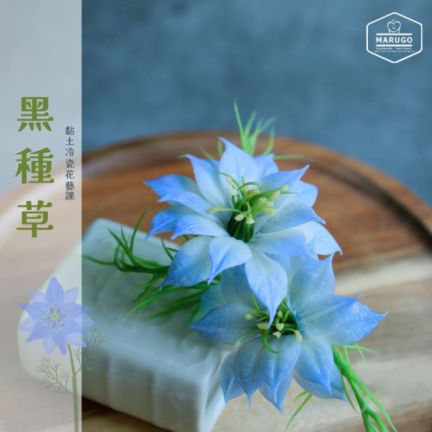 黏土室內小花園 黑種草 大