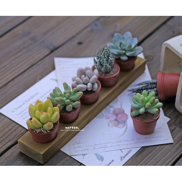 使用油彩上色的多肉植物 丸