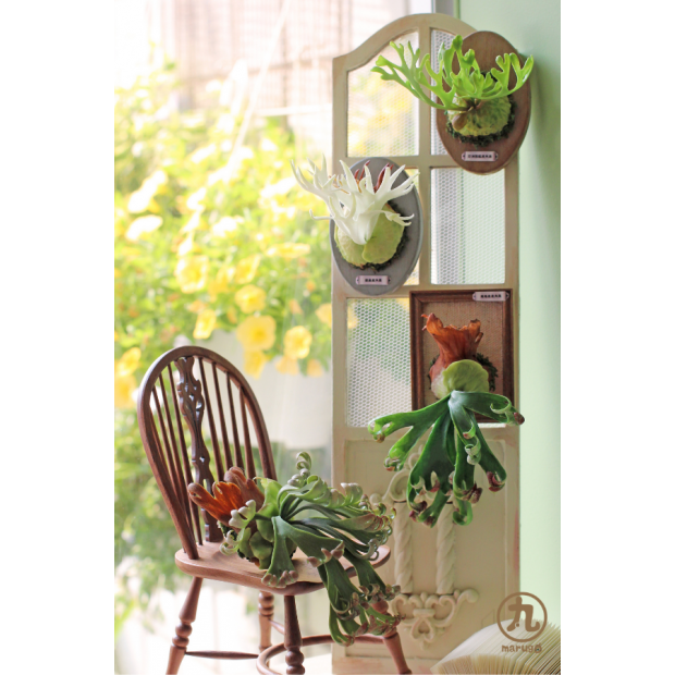 鹿角蕨課程介紹用 (1)