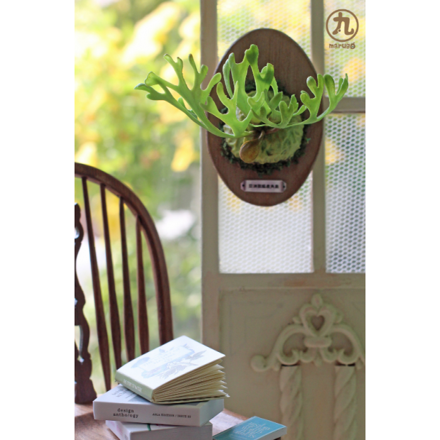 鹿角蕨課程介紹用 (3)