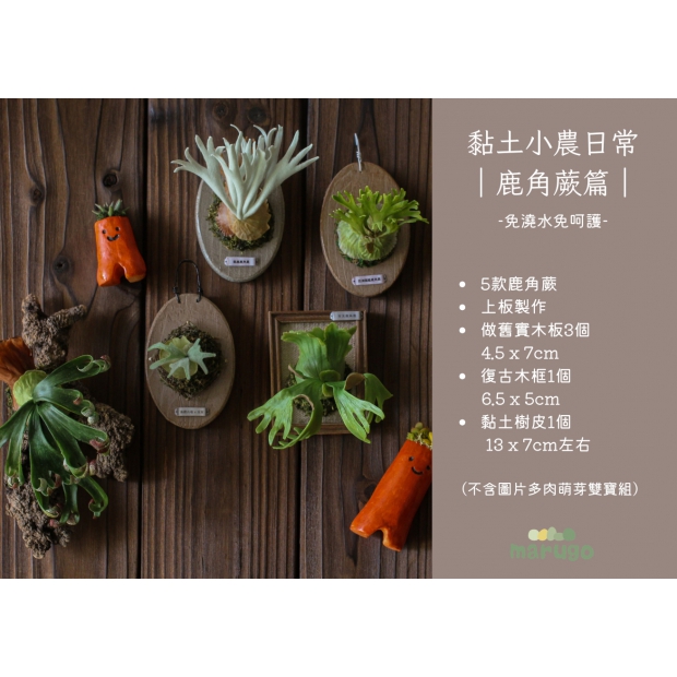 鹿角蕨課程介紹 (1)