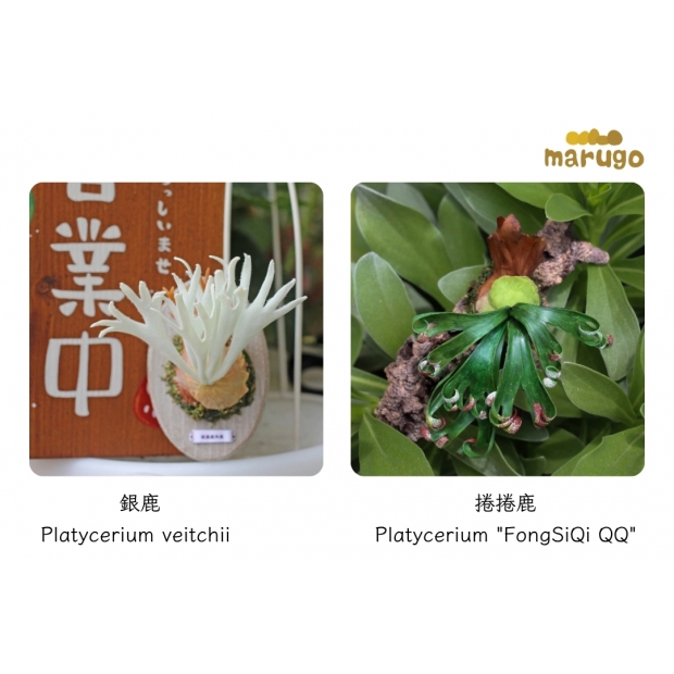 兩款 (2)