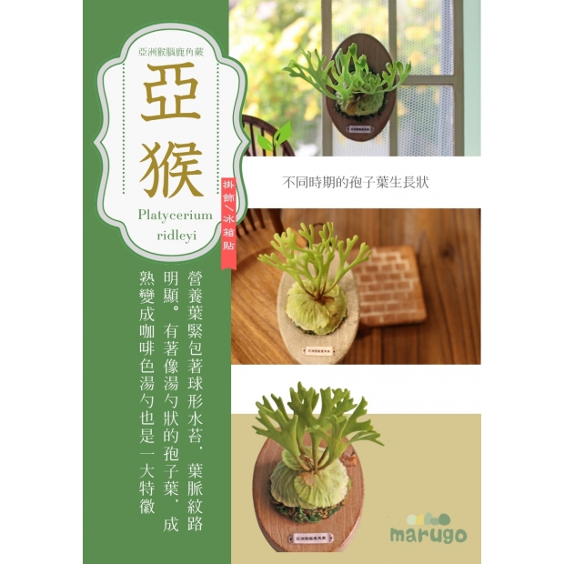 亞洲猴腦鹿角蕨 (2)