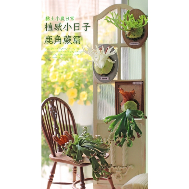 丸子 協會 小農鹿角蕨課程 的複本 (1)