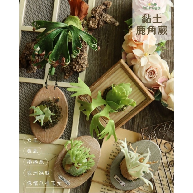 黏土鹿角蕨 丸子