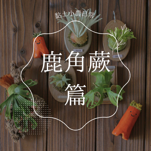 黏土小農日常｜鹿角蕨篇
